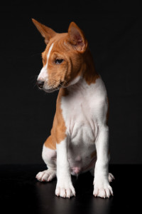 basenji 2