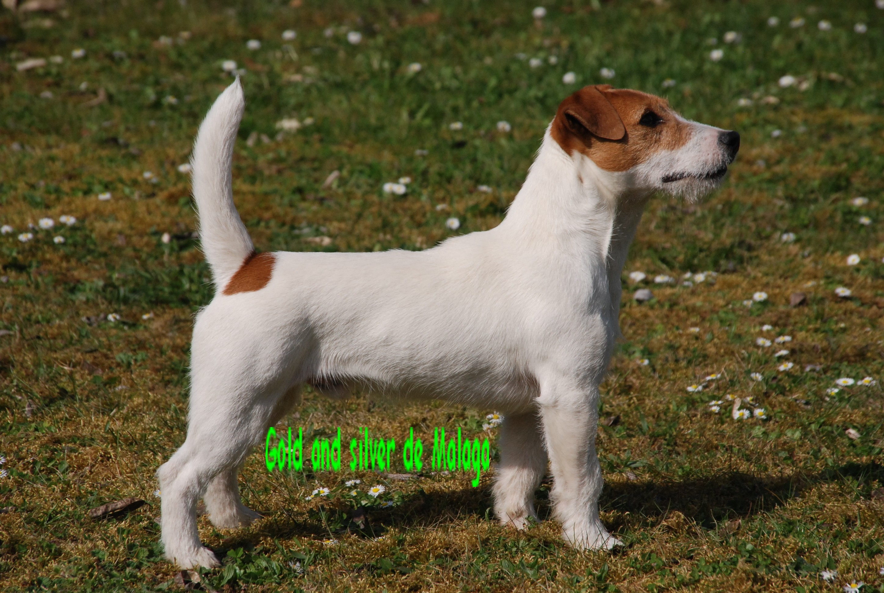 le jack russel