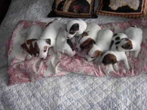 Chiots Jack Russel 